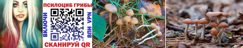 Галлюциногенные грибы GOLDEN TEACHER Краснообск